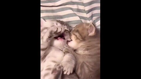 funniest_Little_kittens_and_funny_cat_🤣🤣🤣🙈