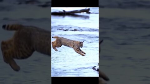 Tiger Pub Jump Viral Animals Video Clips!!