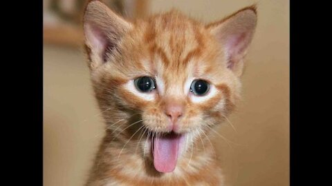 Funny Cats Meowing Compilation || أصوات قطط مضحكة