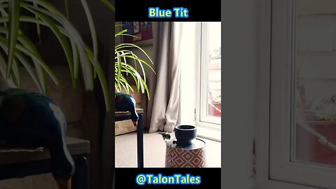 Blue Tit Comes Indoors