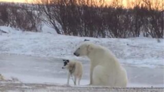 The unlikely friendship between a dog and a polar bear