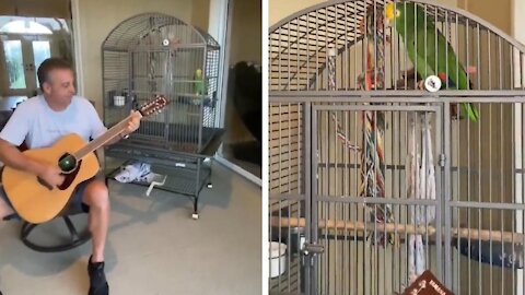 Parrot Singing Whenever Dad Plays Guitar