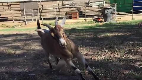 "23 Funny Goats Screaming & Jumping"