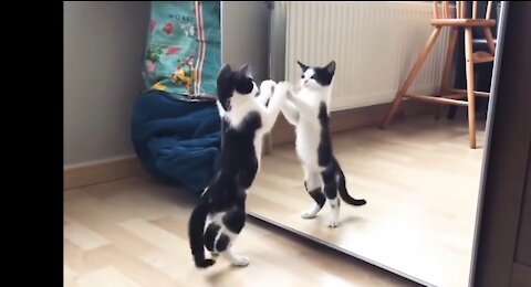 Funny Cat while play himself to the mirror