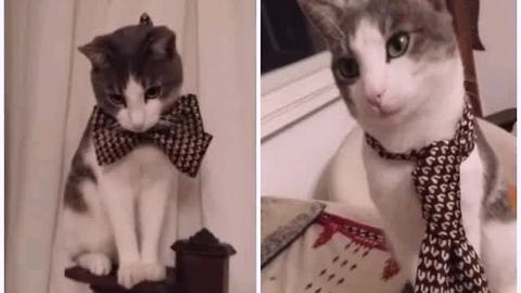 Fashionable kitten can't decide between tie or bow tie