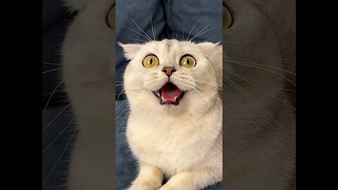 funny cats