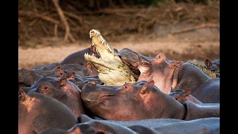 Jaw-Dropping: Hippo's Savage Attack on Crocodile