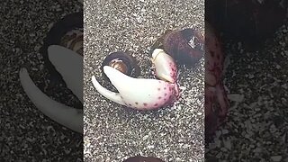 Hermit Crabs Fighting over a Claw in a Tide Pool #shorts