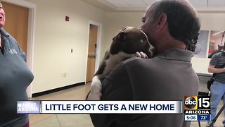 Little Foot, dog found with rubber bands around paws, heads to forever home