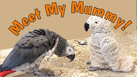 Parrot encounters scary mummy, hilarity ensues