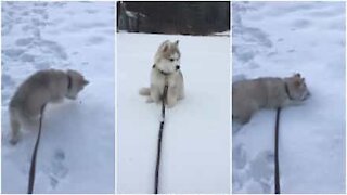 Cane salta sulla neve come un coniglio per prendere i croccantini