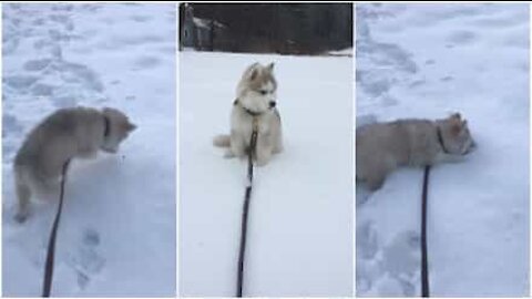 Cane salta sulla neve come un coniglio per prendere i croccantini