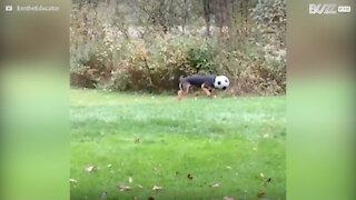 Un chien se coince la tête dans un ballon de foot