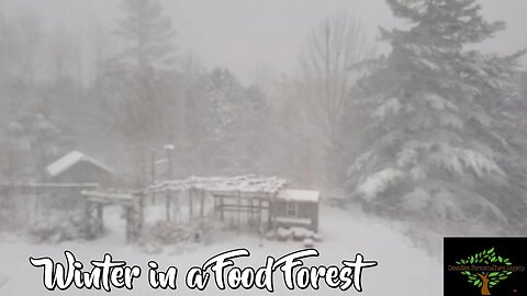 Winter in a Permaculture Food Forest - tips for deer and more