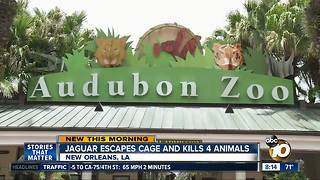 Jaguar escapes cage and kills 6 animals