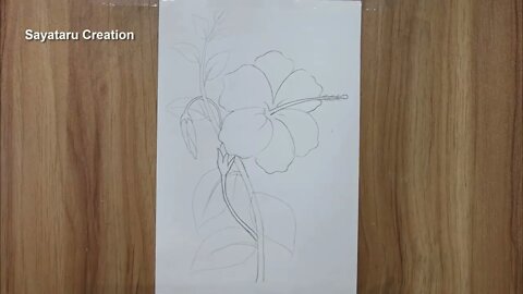 How to draw a hibiscus flower step by step pencil sketch