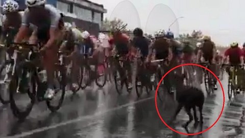 Perrito se atraviesa delante de un tándem de ciclistas