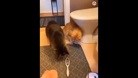 😆 funny video cat is a very wonderful animal 😁 cat funny videos 📸🤩