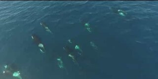 Grupo de orcas passeia ao largo da costa da Califórnia