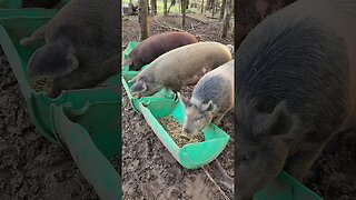 Morning Feeding for the Pigs @UncleTimsFarm #kärnəvór #carnivore #shorts #pigtalk