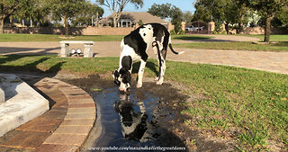 Funny Great Dane Puppy Discovers Mud Puddle