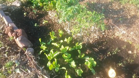 Wild Urban Gardens 2021 - Trying Out Companion Planting at the Community Garden Plots.