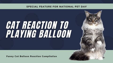 Cat Reaction to Playing Balloon - Funny Cat Balloon Reaction Compilation