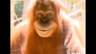 Creepy Orangutan