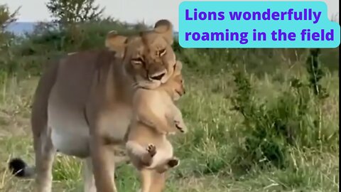 Lions wonderfully roaming in the forest field EP-1