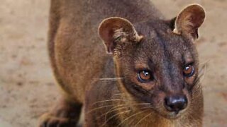 Fossa encontra companheira em tronco de madeira