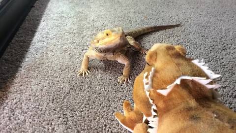 Bearded Dragon Falls In Love With Bearded Dragon Stuffed Animal