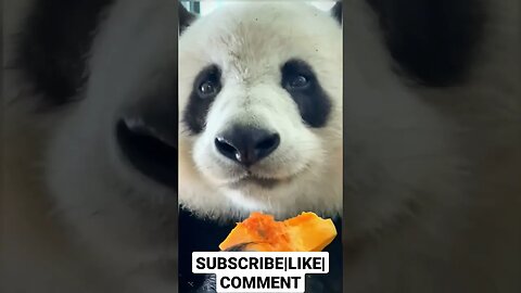 Eating Sound Panda Part 2 #viralvideo #youtubevideo #asmr #mukbang #food #funnyanimals