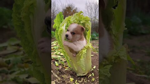 狗狗啃白菜。Dog gnawing on cabbage.