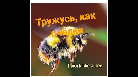 I work like a bee