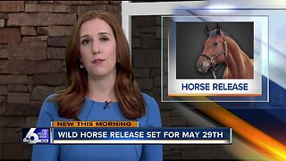 Wild horse release event open to the public