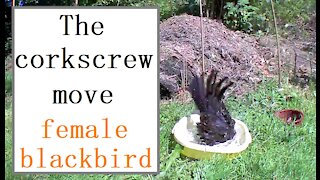 Female blackbird demonstrated the corkscrew move