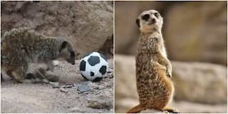 Suricata calciatore si allena per i mondiali