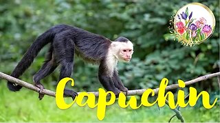 Territorial Capuchin Monkeys