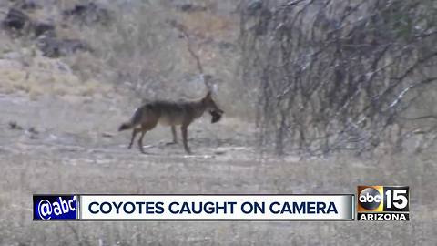 Pack of coyotes roaming Phoenix neighborhood worries residents