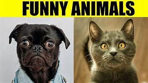 Funny Animal Moments