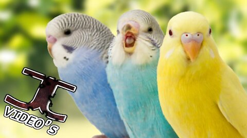 greate Funny Parrots and Cute Birds