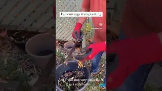 Planting Black Currant Cuttings