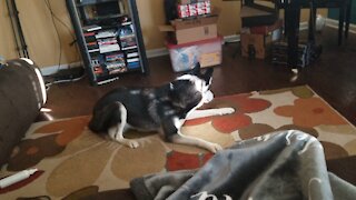 Husky Fights Treat