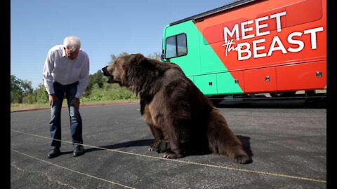 Republican campaigns for California governor with 1000-pound bear "It's time to unleash the beast."