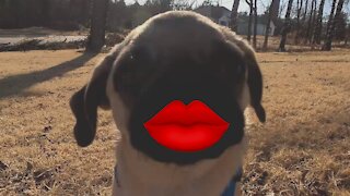 Pug Puppy Kiss!