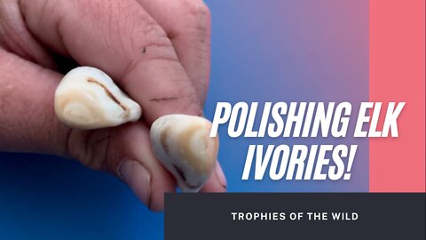 How To Polish Elk Teeth