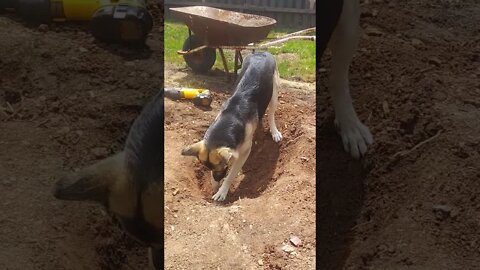 Shepsky Shows Human How to Dig a Proper Hole #shorts
