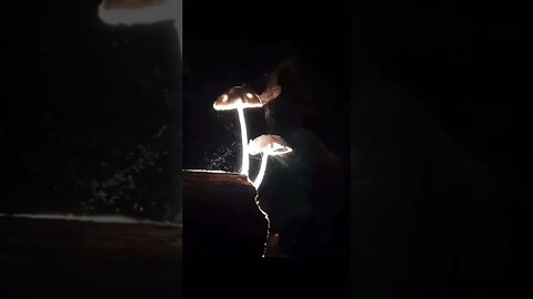 MAGICAL: MUSHROOMS releasing spores in a gently breeze