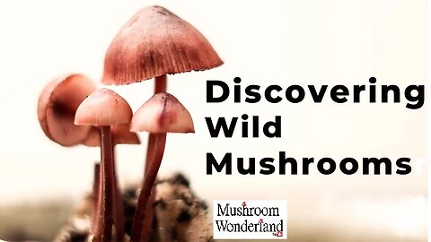 Discovering Wild Mushrooms - Episode 1 - a Docuseries