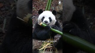 Panda 🐼 The Dark Side Of Pandas
